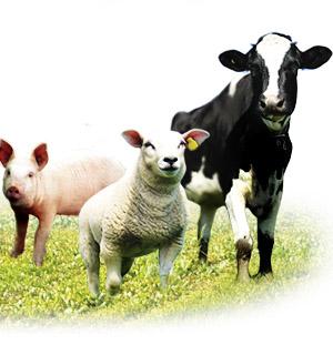 Image result for livestock